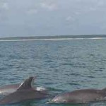 Marshwalk Water Sports Dolphin Pod