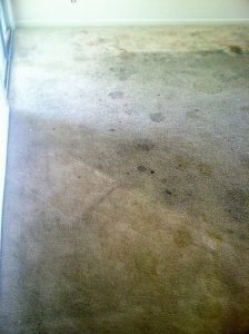 Xtreme Dry Carpet Cleaning Before 1