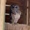 Brookgreen Gardens owl